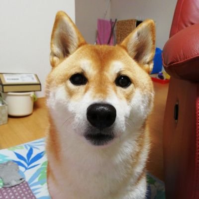 junyanais's profile picture. 柴犬、大好きです。
アニメや映画好き❗