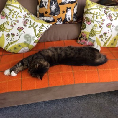 FarleySusannah's profile picture. 