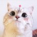 一隻彎貓🐈 (@fatcatspaw) Twitter profile photo 一隻彎貓🐈 (@fatcatspaw) Twitter profile photo