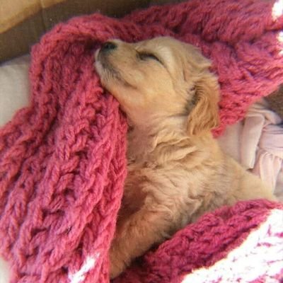 Chuecotricolor's profile picture. Padre de 2 hermosas criaturas. De Izquierda a muerte. Tricolor. Tutor de 3 mascotas