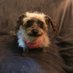RescueBC (@rescuenetworkbc) Twitter profile photo RescueBC (@rescuenetworkbc) Twitter profile photo