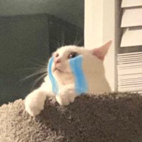 Miss Narwhal~🍉 (@missingnarwhal) 's Twitter Profile