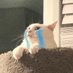 Miss Narwhal~🍉 (@missingnarwhal) Twitter profile photo Miss Narwhal~🍉 (@missingnarwhal) Twitter profile photo