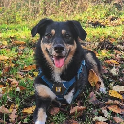 paultripawd Profile Picture