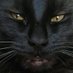 The Demon Cat (@thefurbeast) Twitter profile photo The Demon Cat (@thefurbeast) Twitter profile photo