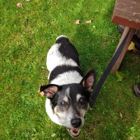 Vicki MG (@dogrescuebird) 's Twitter Profile Photo Vicki MG (@dogrescuebird) 's Twitter Profile Photo