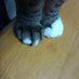 月猫 (@xiycz) Twitter profile photo 月猫 (@xiycz) Twitter profile photo