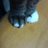 月猫のアイコン