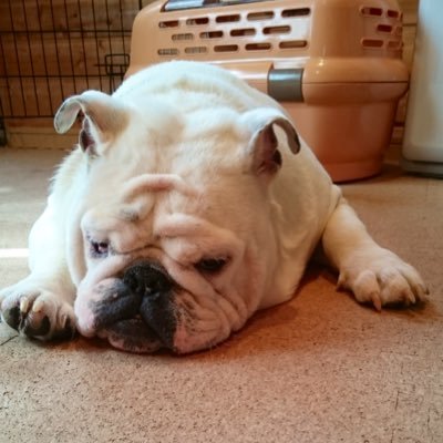 ブルドッグのゼウス Bulldog Zeus Twitter ブルドッグのゼウス Bulldog Zeus Twitter