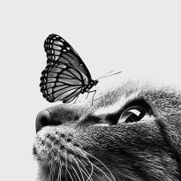 franjaru1971's profile picture. Humano