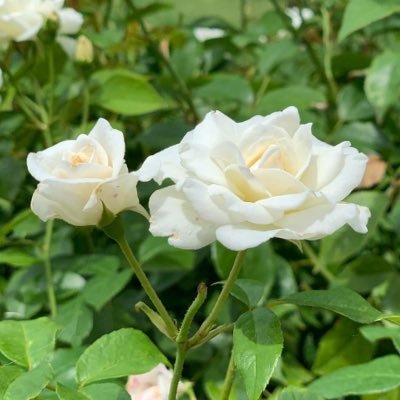 bluesky_ck's profile picture. 沼深き宝塚のほとりでフェアリーさんを愛でる🧚‍♂️ 宝塚🔰 ♪Happiness ♪ ゆるく全組観劇派🌸🌙❄️ ⭐️🪐無言フォロー失礼します🙏お気軽にフォロー&コメント喜びます💃