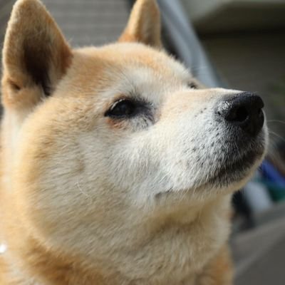 柴犬のはちです🐶2007年2月27日生まれの男の子♂性格はツンデレ。ちょっと小太りなおじいちゃん犬。フォロー大歓迎✨🤗