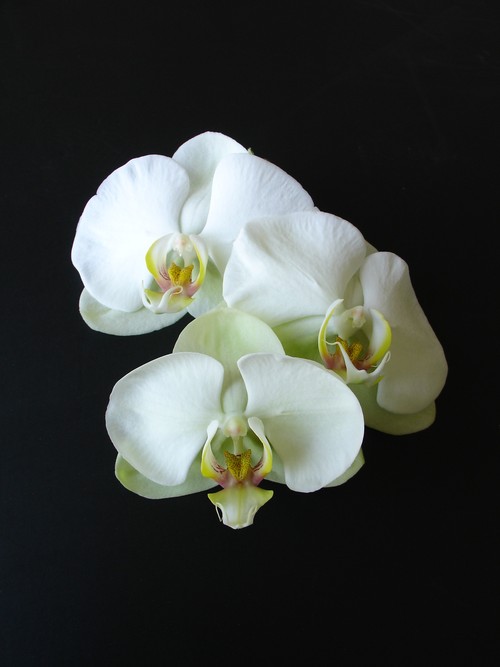 Retail Orchid Store located in West LA. 3532 Overland Ave. Los Angeles, CA 90034 310-559-8188 Store Hours: Mon-Sat 10-6;