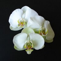 Pac 8 Orchids(@pac8orchids) 's Twitter Profile Photo