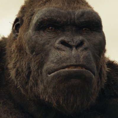 KingKongTheApe's profile picture. king around here (not official account)