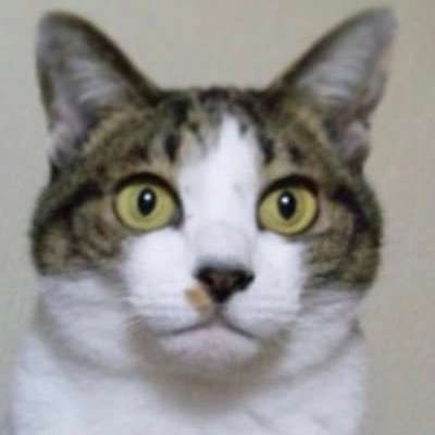 suq_o's profile picture. ネコBBA。生き物と音楽・ゲーム・テレビ・ジャンクフードが大好きなおばちゃんです。すみっコ・懸賞・鷹党・米民🌾お笑い・一昨年末に脳梗塞で倒れリハビリ中の車いす乗り。高2の娘は🎤・🎾👑好きポケGO7493 4927 6794フレンド お待ちしてます！🌾 無言歓迎！すみっコ農園135285270