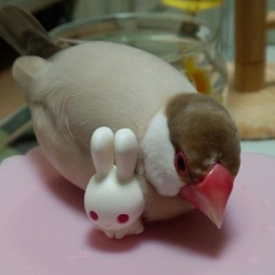 チップ☆ぶんちっぷさんのプロフィール画像