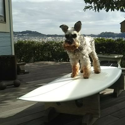 surf24jun's profile picture. 七里ヶ浜オヤジサーファー
ALMERRICK SAMPLER 5.10
TAKAYAMA SCORPION 7.2
LONG BOARD 9.4
#波乗り #サーフィン #鎌倉 #七里ヶ浜 #ミニチュアシュナウザー
