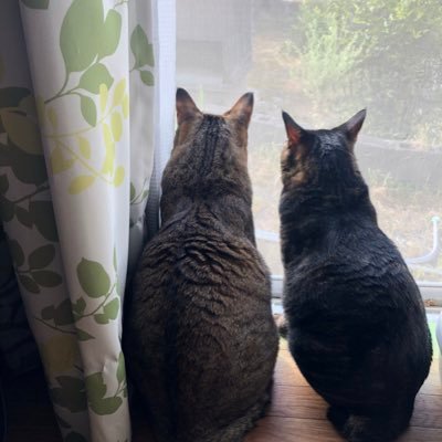 hine55272342's profile picture. 雨の日すき。猫に始まりその合間に仕事や家事して猫に終わる。今は14匹。家族で可愛がってます。馬に憧れています。🐎🐎🐎無言いいねや突然 推しメッセージお許しください。