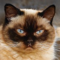 Coocoo (@compacompu) 's Twitter Profile