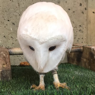 別荘さんのプロフィール画像