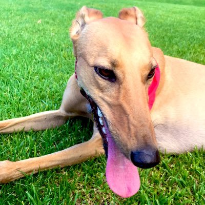 @goblin_thegrey