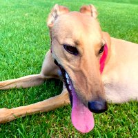 🍄 Good Girl Goblin 🦴 (@goblin_thegrey) 's Twitter Profile