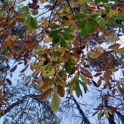 taronjanavel's profile picture. Valenciana i Catalana.Terapeuta Ocupacional i Psicòloga. Passió pel teatre, la mar i el psicoanàlisi...