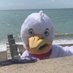 The B Gull (@Bognorseagull) Twitter profile photo