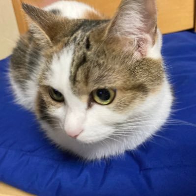 我が家のニャンコ外から部屋猫になったびっちゃん(おばあちゃん)その子供ルイママそしてモモ、ネネ、この子の父猫婿入りして来た、信長パパです5匹の仲良し家族よろしくね。