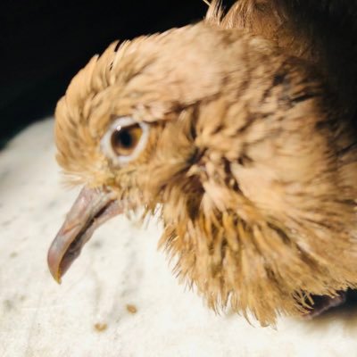 Maivishnaaz2's profile picture. Student Artist, logophile