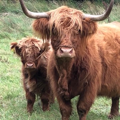 Ucheldir Highland Cattle - Bryn Pyll