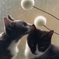 Tune 🍉 🌲 (@tunebytune1) 's Twitter Profile