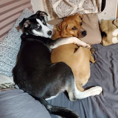 blabbybrown's profile picture. 