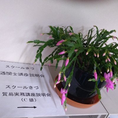大阪の隠れ家(#スクールきづ/)で、#通関士/#貿易実務/#英語/講座開講。個人的には、#商業英検A級、#通訳案内士(英語)#外国為替2級、#一般旅行主任者、#国際航空貨物取扱士(上級)、#英検1級、#通関士、#宅建、#チョコレート検定、#化粧品成分検定1級 合格済、2023年は #行政書士 受験予定