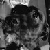 wokeandwoofing (@wokeandwoofing) Twitter profile photo wokeandwoofing (@wokeandwoofing) Twitter profile photo