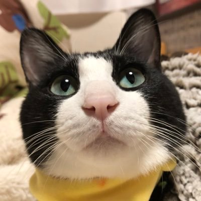 amefuruyoake's profile picture. たまにネコ登場!!!! hrak 轟✖出久 勝己✖出久  、治出 、 にょた化 、ショタ化 OK HQ影日、宮日にょた化 20歳⬆