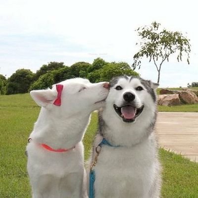 🇯🇵日本人としての日本を残したい。
🏯日本の歴史、文化、伝統を大切にしたい。
反日、売国はフォローしません。
先人方々と自衛隊の方々に感謝。

ドライブとグルメを楽しむことが趣味です😃
カラオケ大好きです🎤