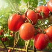 Je Follow Back. Vente et livraison de tomates en gros et détail à Abidjan