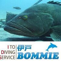 伊戸ダイビングサービスボミー(@IDS_BOMMIE) 's Twitter Profile Photo
