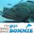 IDS_BOMMIE's profile image