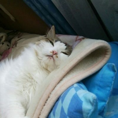 chessnoob3's profile picture. Я просто играю в шахматы, смотрю шахматы, и учу шахматы.