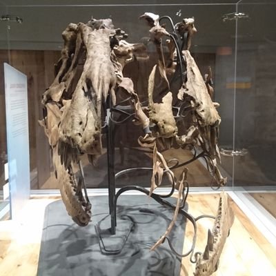 Y82da's profile picture. 恐竜が好き、博物館の展示・教育に興味津々、面白い展示なんかあったら教えて下さい！福井に移住、恐竜・古生物は勉強中！
※載せる写真は許可とってます。
恐竜倶楽部、勝山恐竜研究会に入ってます。
https://t.co/u2ykgAswVZ←ブログ始めました。