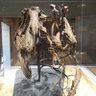 Y82da's profile picture. 恐竜が好き、博物館の展示・教育に興味津々、面白い展示なんかあったら教えて下さい！福井に移住、恐竜・古生物は勉強中！
※載せる写真は許可とってます。
恐竜倶楽部、勝山恐竜研究会に入ってます。
https://t.co/u2ykgAswVZ←ブログ始めました。