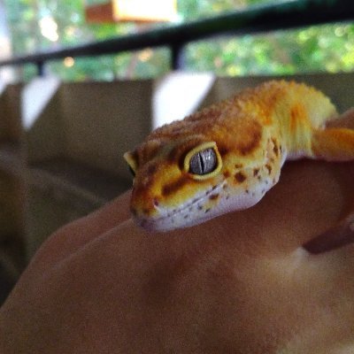 anunganindityo's profile picture. we are keep metal alive