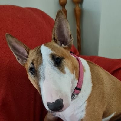 Born 2 June 2018. Pure Bred Champion Bull Terrier. Spoilt as can be....Mom & Dad's favorite