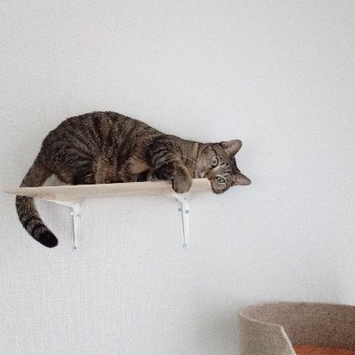 4A5k22vfUPE3oKp's profile picture. #猫好きさんと繋がりたい
#食べること大好き
#コスメ大好き
#懸賞仲間で繋がりたい
#懸賞仲間