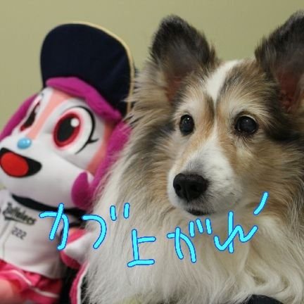 orinonako's profile picture. サイコルシェイムとオリックスバファローズが好き❗️ゆる～く投資してます。オリックスを死ぬまでガチホしたかった⚾️🐂こちらは株垢。メイン(コスプレ)垢はこちら→@hoshidanako