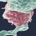 Olivier Schwartz Lab (@virus_immunity) Twitter profile photo Olivier Schwartz Lab (@virus_immunity) Twitter profile photo