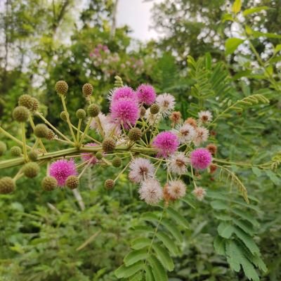 जिन्दगी यस्तो बनाउने मन छ कि,
छाडेर जानेलाइ पछुतो लागोस ,😢
अनि पाउने लाई गर्व लागोस !!❤💕😍 🚫